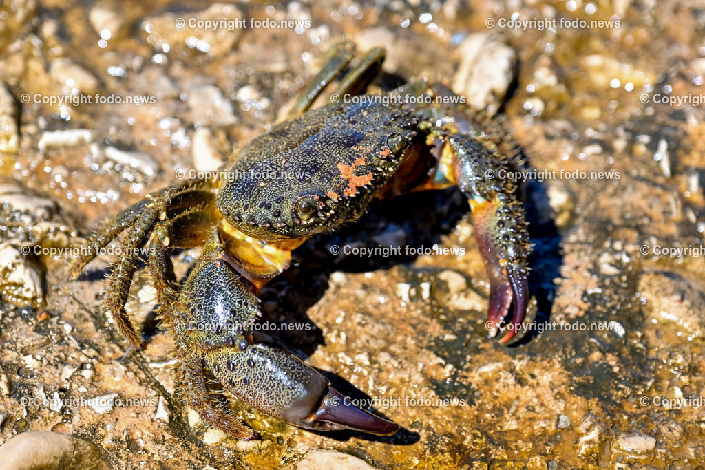 Kroatien_ Brac_ Insel in Dalmatien_ Milna_ 18.07.2025-46 | 18.07.2025, Kroatien, HRV, Brac, Insel in Dalmatien, Milna im Bild Themenbild, Italienischer Taschenkrebs, Warzenkrabbe, Krebs, Krabbe, Meer, Adria, Meeresbewohner, Schalentier, Symbolbild, Feature