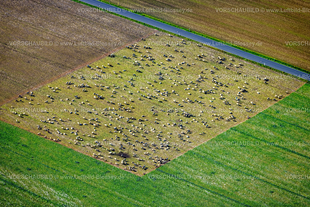 Holzwickede220900705 | Luftbild, Schafe auf einer Wiese, Holzwickede, Ruhrgebiet, Nordrhein-Westfalen, Deutschland
