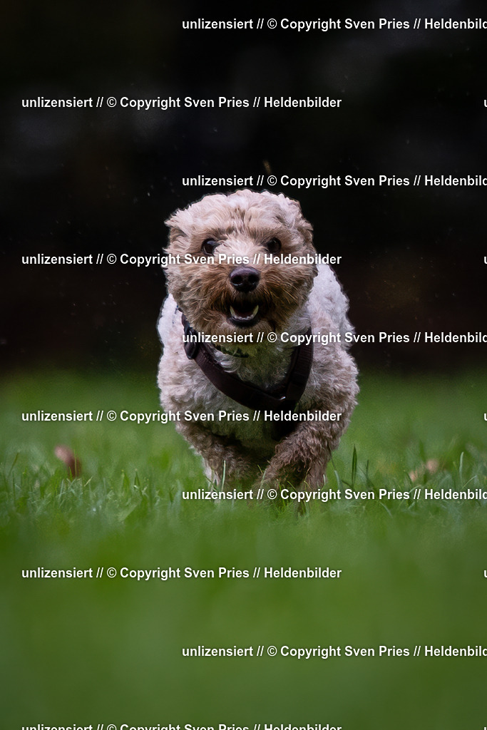 Sven Pries | 2024-10-19 - Hunderennen Ober-Grombach - Realisiert mit Pictrs.com