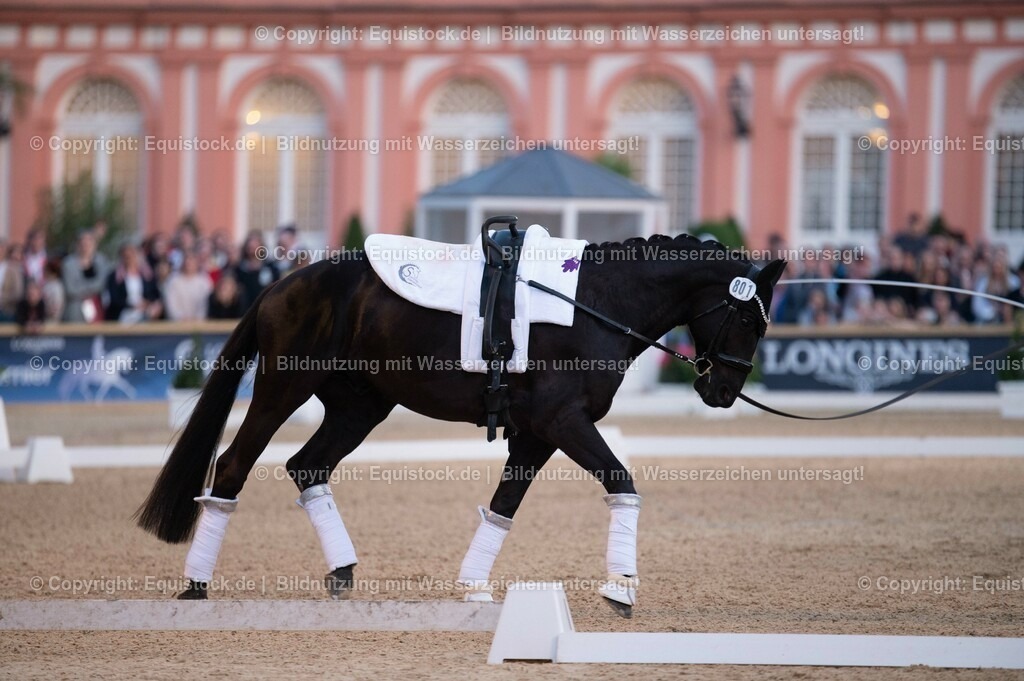 20230527_Voltigieren_NASPA_Flutlicht_0197 | equistock