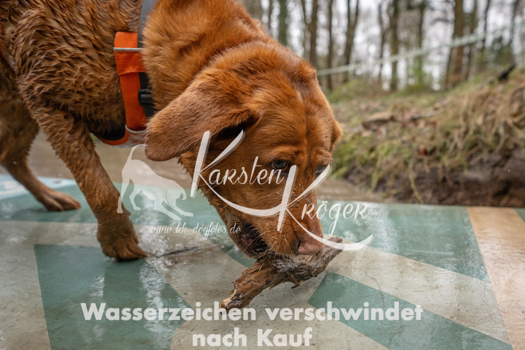 1121_ZZ92151 | kk-dogfotos