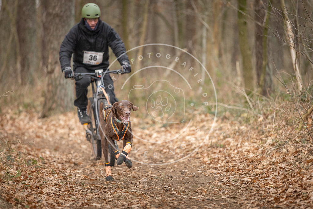 Pfotenfotografie_DV3A0047 | Hundefotografie, Tierfotograf, Pfotenfotografie, Fotoshooting Hund, Hunde Portrait, Hundesport, Hundeportraits, Heideshooting, Hunde, Sportfotograf, Hundefotograf, Turnierhundsport, THS,  - Realisiert mit Pictrs.com