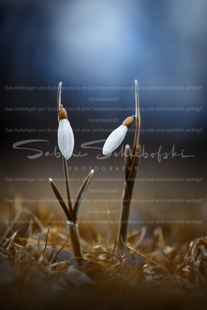 Blaue Stunde | Zwei Schneeglöckchen im Gespräch vor blauem hintergrund - Realisiert mit Pictrs.com