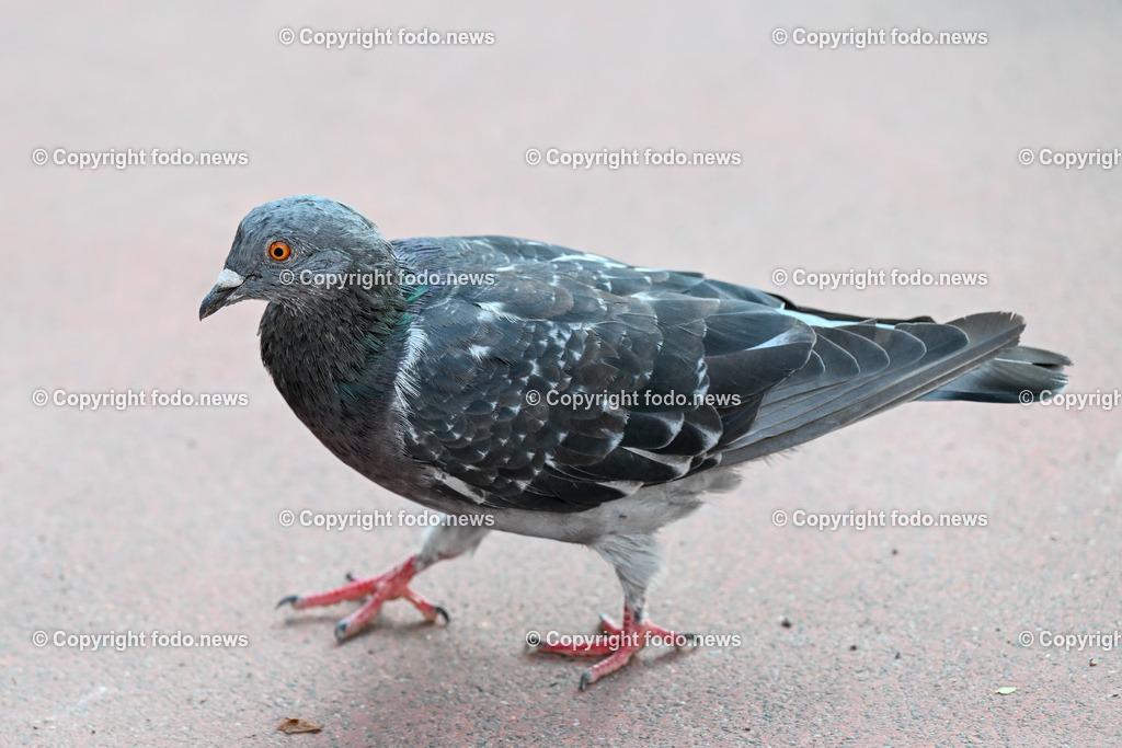 Taube_ 27.10.2023-2 | 27.10.2023, Linz, AUT, Tiere, Stadt, im Bild Taube, Stadttaube, Haustaube, Brieftaube, Vogel