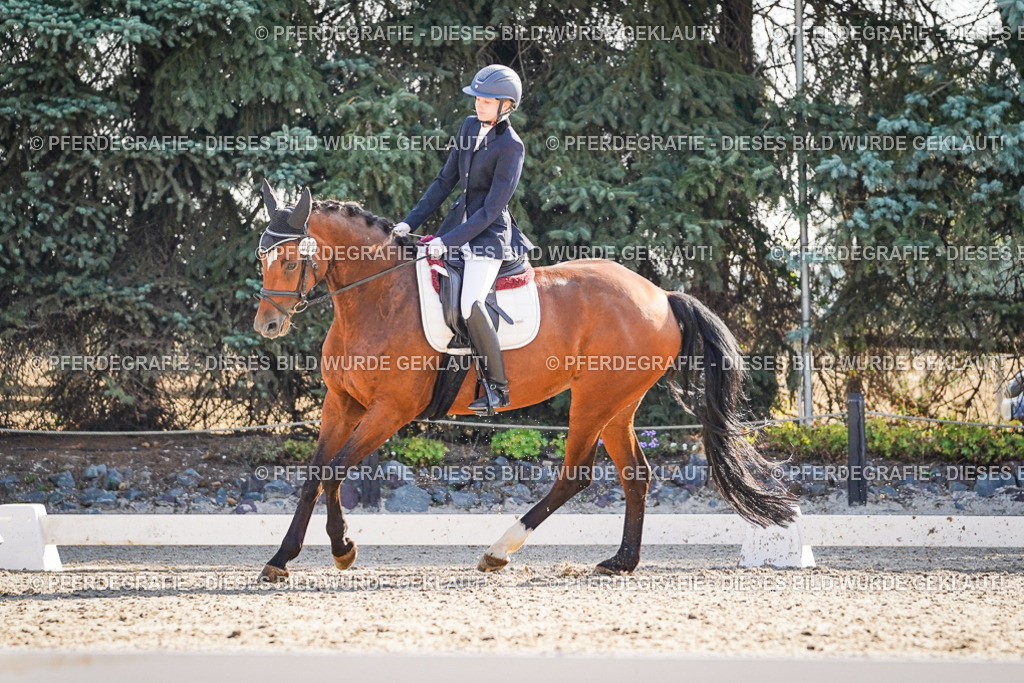 DSC09227 | Pferdegrafie