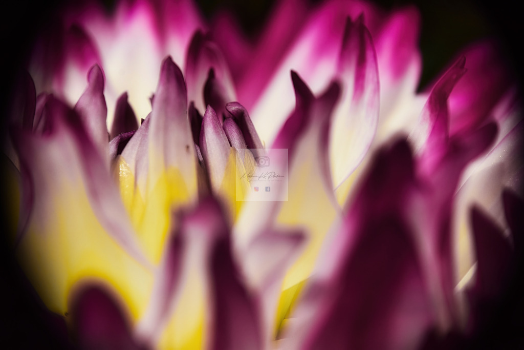 Makro - floral (81) | Buche Fotoshootings und entdecke hochwertige Fotoprodukte bei Mathias Ku Photos. Personalisiert, kreativ & mit Liebe zum Detail. Jetzt informieren! - Realisiert mit Pictrs.com