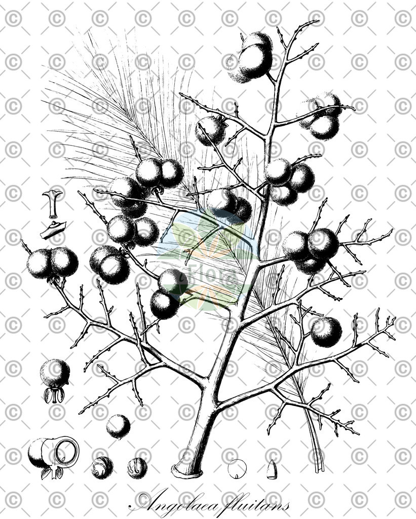 HistAbb_wfo-0000536542_466_ENZY_Simple | Historische Abbildung von Angolaea fluitans - Podostemaceae | Historical Illustration of Angolaea fluitans - Podostemaceae