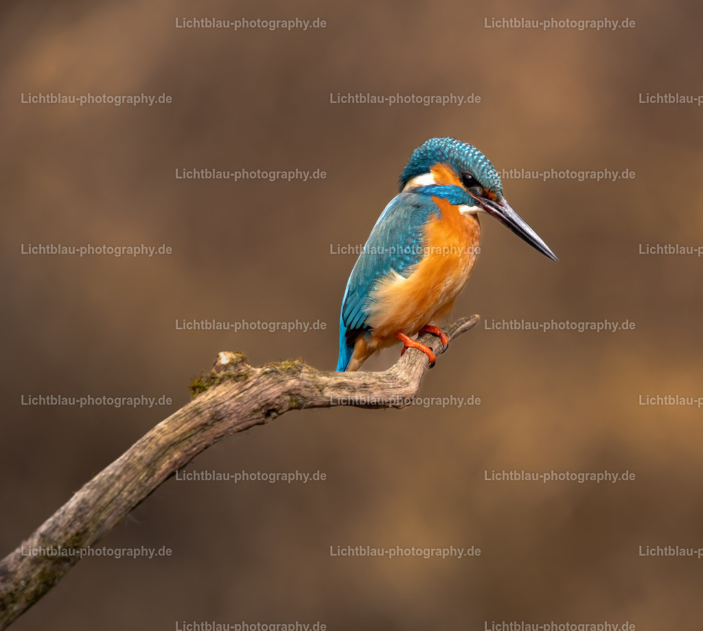 Eisvogel-16 | Hans-Bernd Lichtblau Photography. Finden Sie wunderschöne Fotografien aus Landschaft und Natur.  - Realisiert mit Pictrs.com