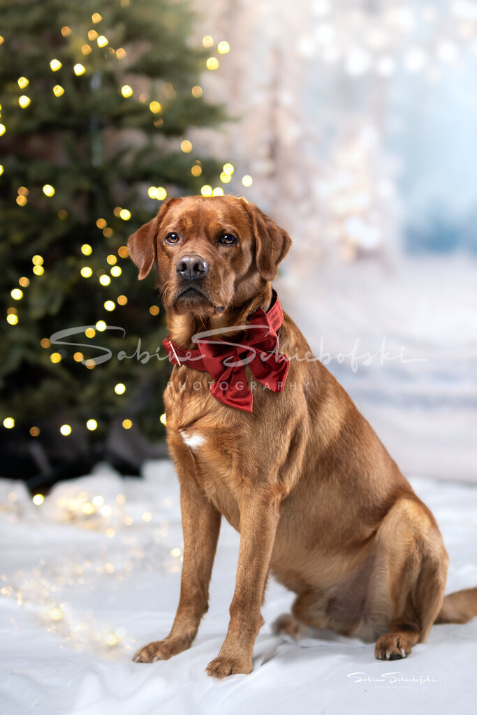 Weihnachtsshooting mit Sam | People- und Tierfotografie, Imageaufnahmen, Veranstaltungsfotografie und Wandbilder aus der Natur ★ Made in Germany ✔️ Druck + Downloads ✔️ Naturfotografie in Top Qualität ★ schneller Versand, weltweite Lieferung! - Realisiert mit Pictrs.com