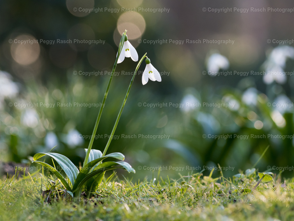 Schneeglöckchen | Schneeglöckchen - Realisiert mit Pictrs.com