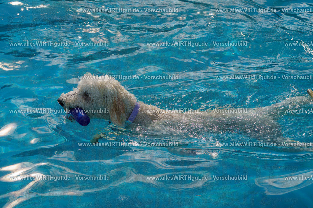 Hundeschwimmen_Grefrath_2026-allesWIRTHgut_Tierfotografie-13_40-FAY00697 | Professionelle Tierfotografie in Mönchengladbach von Daniel Wirth (allesWIRTHgut). Liebevolle & natürliche Bilder von Hunden & Katzen für unvergessliche Erinnerungen.