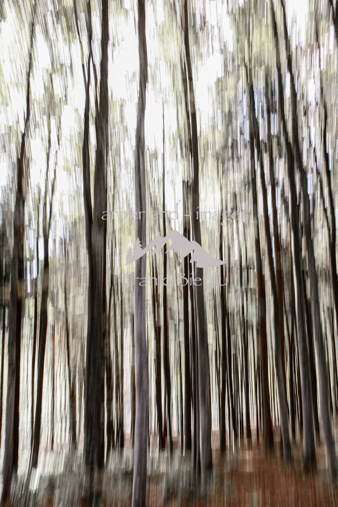 _93T9765 | Herbstwald