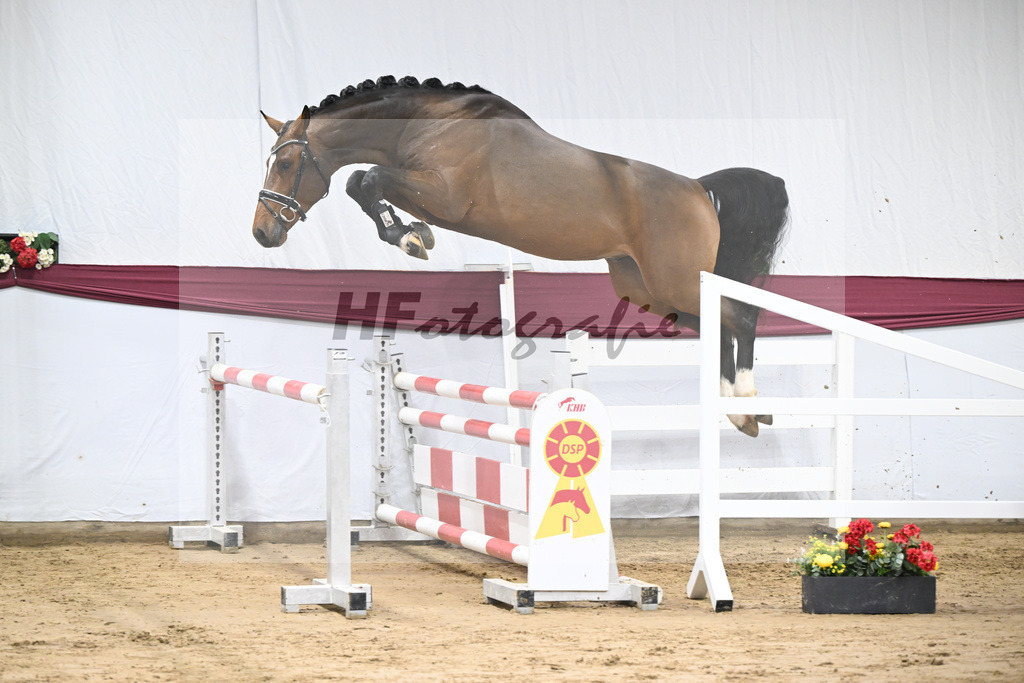 Kat-Nr. 84 Million Dollar x Caretino_Gestuet Spitzenhof_47252996 | hf-fotografie - Realisiert mit Pictrs.com