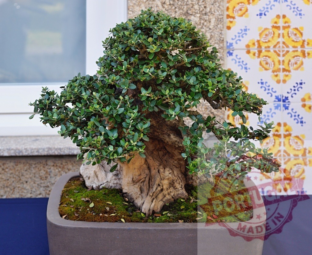 Bonsai tree growing in planter with Portuguese azulejo | Bonsai tree with lush green leaves in a dark planter, representing tradition and zen - Realized with Pictrs.com