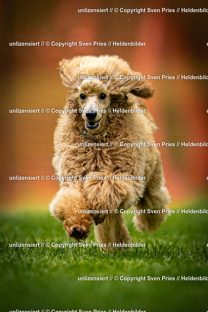 Sven Pries | 2025-09-21 - Hunderennen Baden-Oos - Realisiert mit Pictrs.com