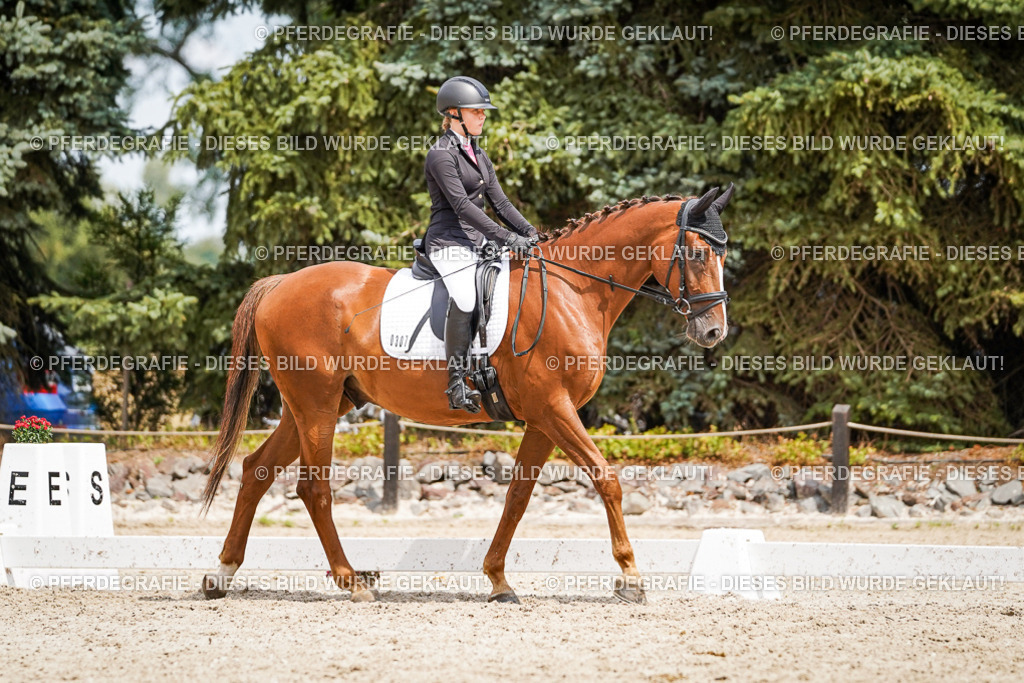 DSC03748 | Pferdegrafie