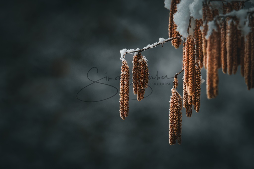 Gemeine Hasel | Simone Sperber, svb-photography,Fotografin,Bilddesignerin,Naturfotografie,Macrofotografie,Tierfotografie,Wildtierfotografie,Ausstellungen,Auftragsfotografie,Kunst,Art,Photographer,Shootings,Bildberatbeitung,Galerie,Shop