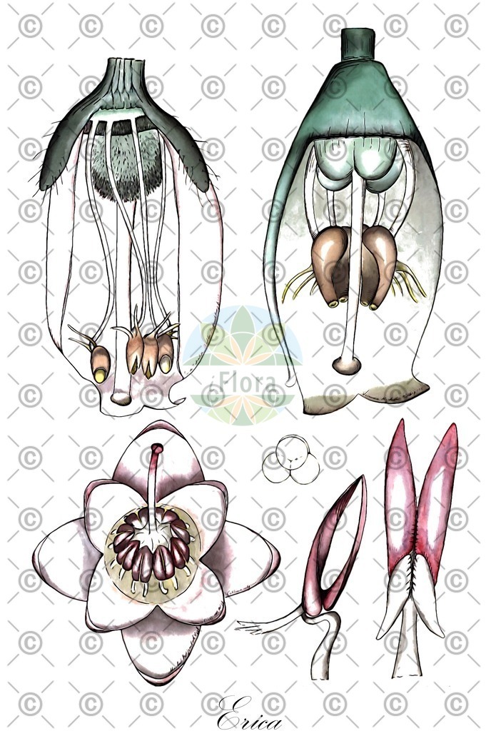 HistAbb_wfo-0000095528_1_ENZY_Simple | Historische Abbildung von Erica - Ericaceae (Heide;Heidekraut;Erika) | Historical Illustration of Erica - Ericaceae