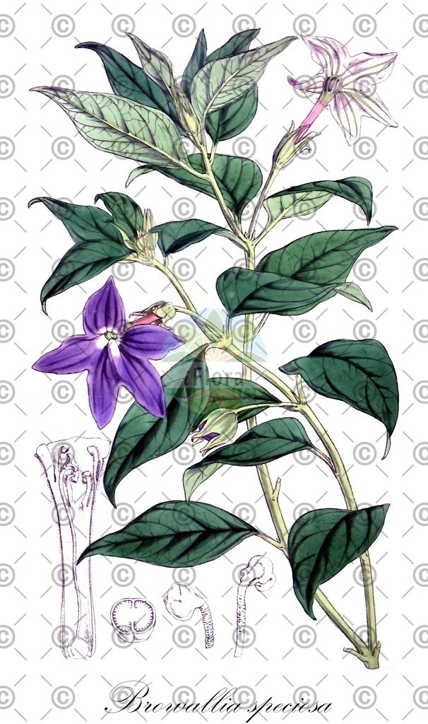HistAbb_wfo-0000214090_1_ENZY_Simple | Historische Abbildung von Browallia speciosa - Solanaceae | Historical Illustration of Browallia speciosa - Solanaceae