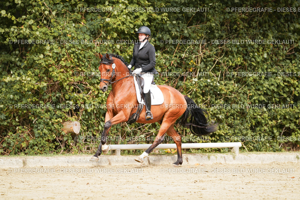 DSC02018 | Pferdegrafie