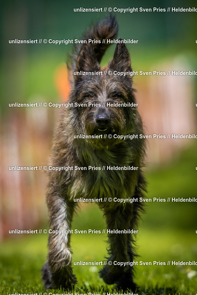Hunderennen_April_2026_636 | 2026-04-26 - Hunderennen Baden-Oos April 2026 - Realisiert mit Pictrs.com