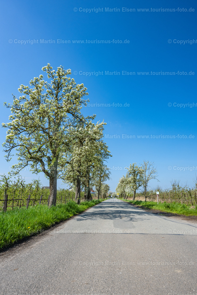 Grünendeich Birnenblüte_ELS_9847 | Fotos aus den Touristenorten aus Norddeutschland. - Realisiert mit Pictrs.com