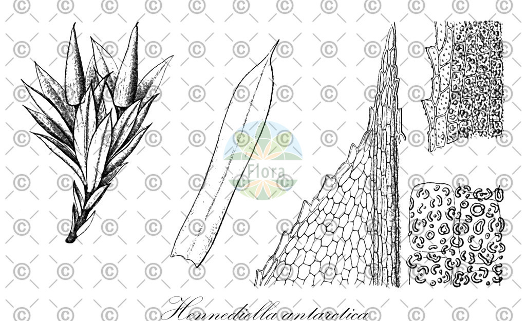 HistAbb_wfo-0001198707_1_ENZY_Simple | Historische Abbildung von Hennediella antarctica - Pottiaceae | Historical Illustration of Hennediella antarctica - Pottiaceae