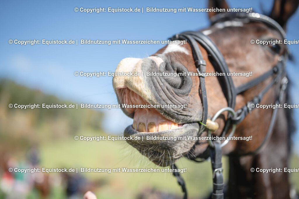 20251011_Jagd-Marbach_0525 | Foto: Thomas Hartig