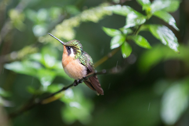 Kolibri Sonja Limacher Photography | Fotografie#Bilder erzählen Geschichten#Familien#Kids#Portrait#Events#Paarshooting - Realisiert mit Pictrs.com