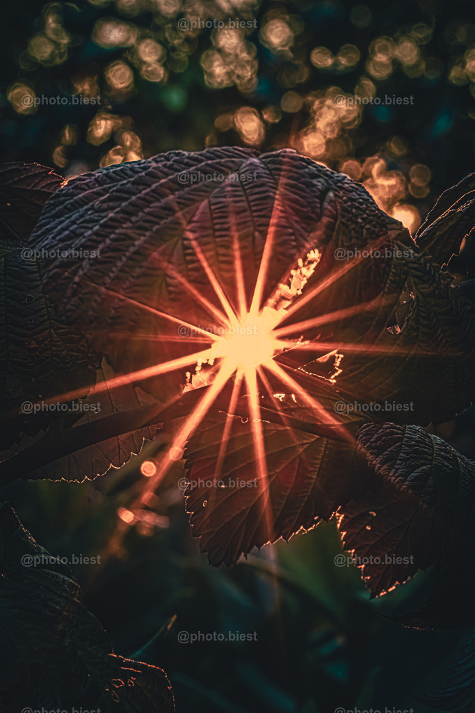 Herbststern | Die Sonne strahlt durch ein kleines Loch in den Blättern. - Realisiert mit Pictrs.com