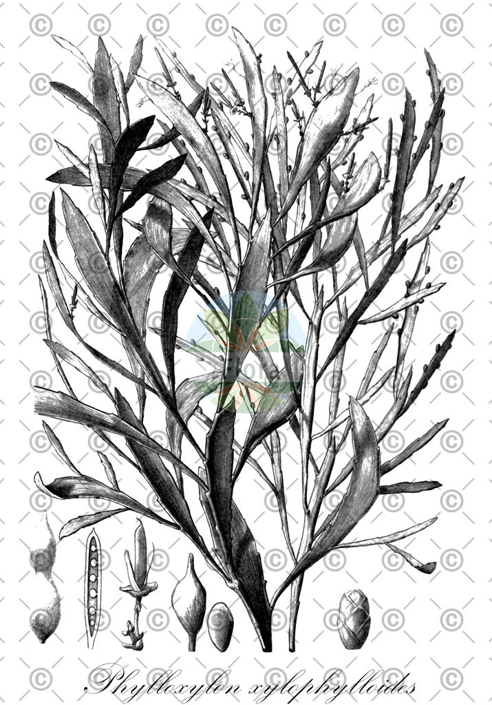 HistAbb_wfo-0000272932_1_ENZY_Simple | Historische Abbildung von Phylloxylon xylophylloides - Fabaceae | Historical Illustration of Phylloxylon xylophylloides - Fabaceae