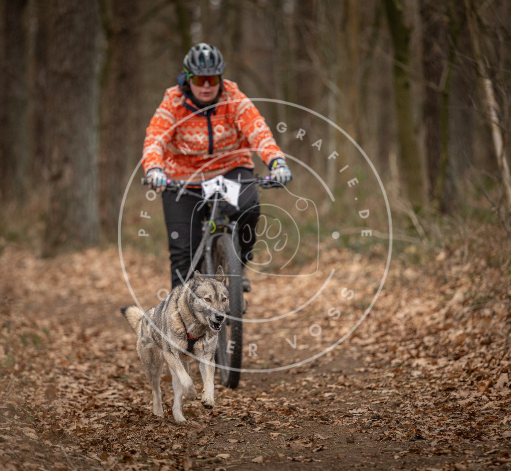 Pfotenfotografie_DV3A7131 | Hundefotografie, Tierfotograf, Pfotenfotografie, Fotoshooting Hund, Hunde Portrait, Hundesport, Hundeportraits, Heideshooting, Hunde, Sportfotograf, Hundefotograf, Turnierhundsport, THS,  - Realisiert mit Pictrs.com