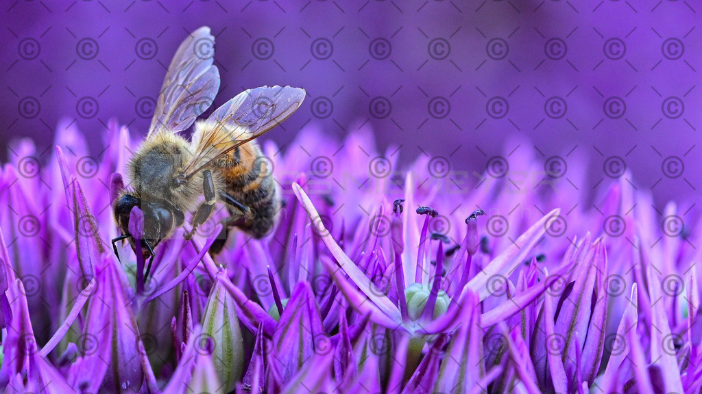 DSC_8401 | Res Niemeyer Photography - Realisiert mit Pictrs.com