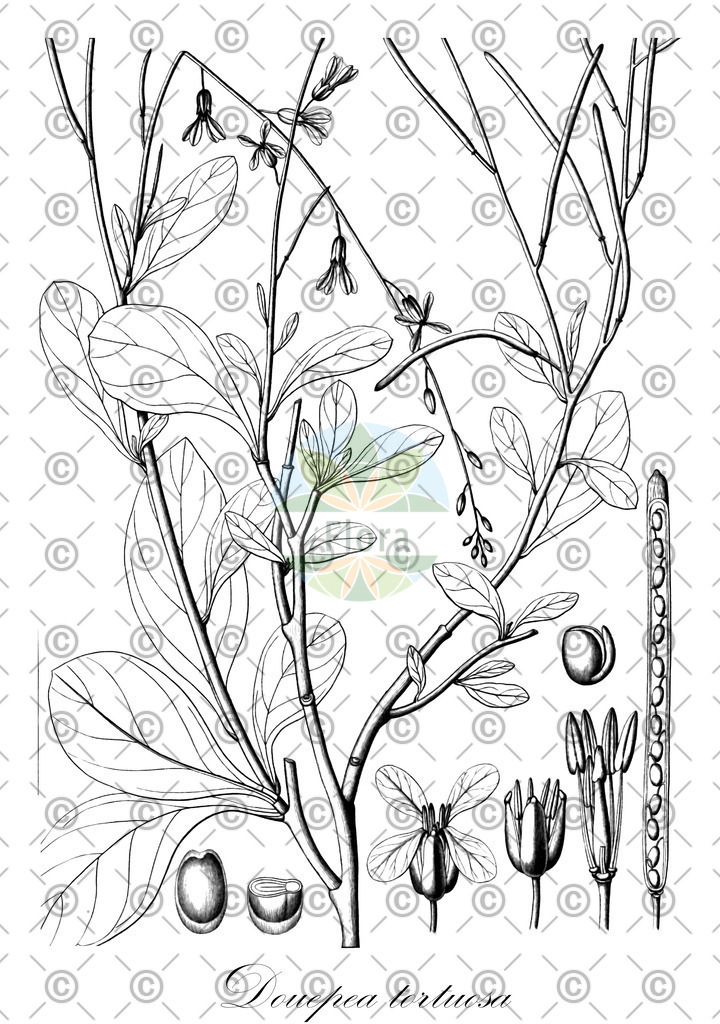 HistAbb_wfo-0001165059_1_ENZY_Simple | Historische Abbildung von Douepea tortuosa - Brassicaceae | Historical Illustration of Douepea tortuosa - Brassicaceae
