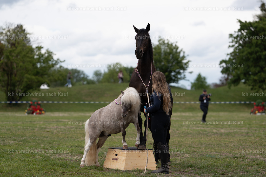 PI26_show_Jan_Picutures7C_06302.jpg | working equitationturnier fotograf videograf stoibphotography marixx film working equitation deutschland reitsport turnierfotografie eventfotografie equestrian events