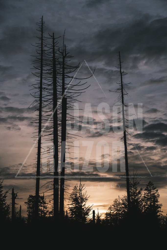 Circle of Life | jasonraizor - Realisiert mit Pictrs.com