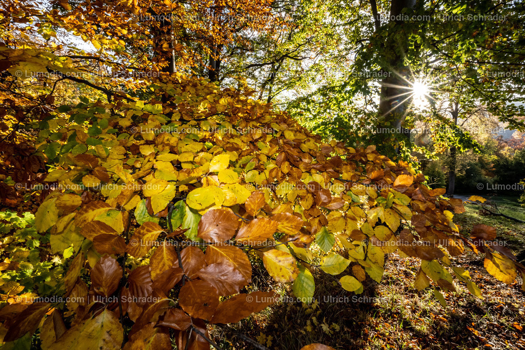10049-12634 - Schloßpark Ilsenburg im Harz | Stockfoto und Bilderpool mit Bildmaterial aus Deutschland, dem Harz, Halberstadt, Quedlinburg, Wernigerode und weltweit. Qualitativ hochwertige und professionelle Fotos anschauen und kaufen. - Realisiert mit Pictrs.com