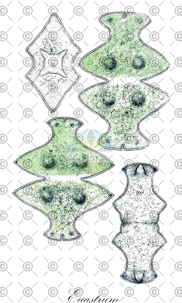 HistAbb_62RKP_4_ENZY_Simple | Historische Abbildung von Euastrum - Desmidiaceae (0) | Historical Illustration of Euastrum - Desmidiaceae (0)