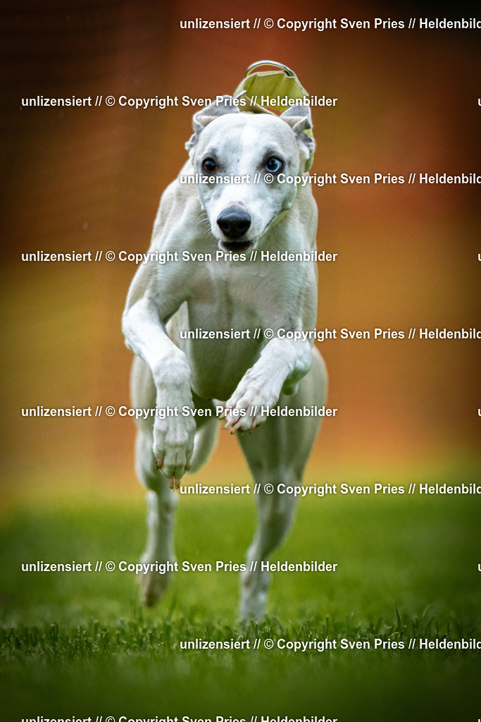 Sven Pries | 2025-09-21 - Hunderennen Baden-Oos - Realisiert mit Pictrs.com