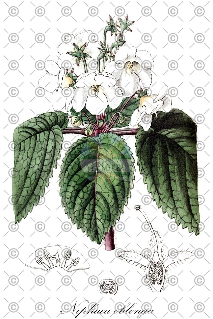 HistAbb_wfo-0001212316_1_ENZY_Simple | Historische Abbildung von Niphaea oblonga - Gesneriaceae | Historical Illustration of Niphaea oblonga - Gesneriaceae
