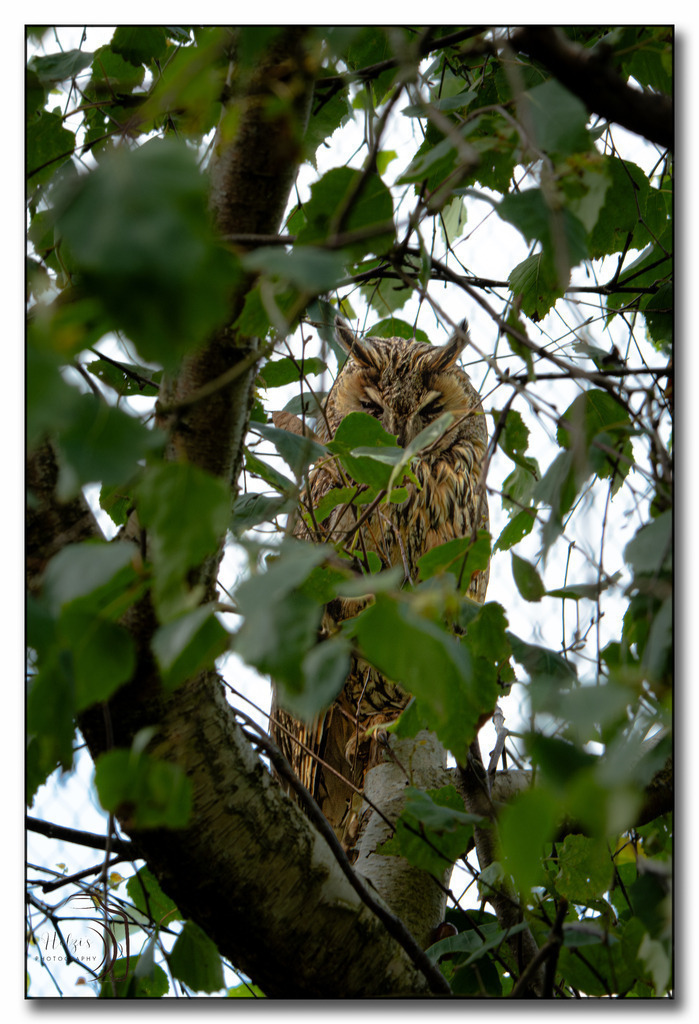 Tierpark Arth-Goldau-9796-Verbessert-RR-Bearbeitet | Holzisphotography, Landschaftsfotografie, Wildlifefotogorafie - Realisiert mit Pictrs.com