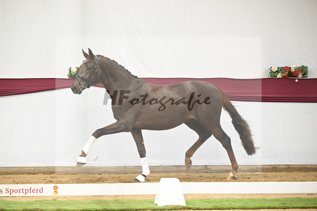 Kat-Nr. 108 Viva Gold x Floricello_Oliver Schmoee_47253465 | hf-fotografie - Realisiert mit Pictrs.com