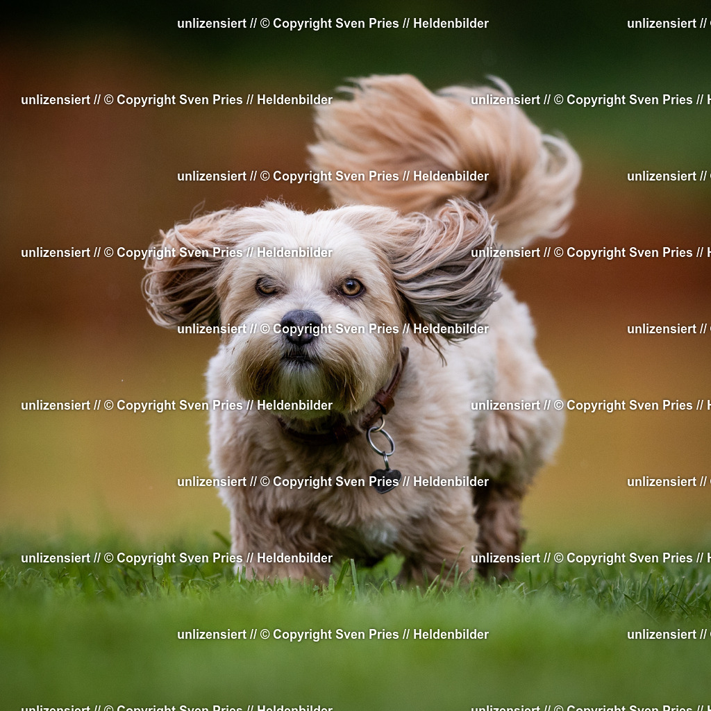 Sven Pries | 2024-04-21 - Hunderennen Baden-Oos
Foto: Sven Pries - Realisiert mit Pictrs.com