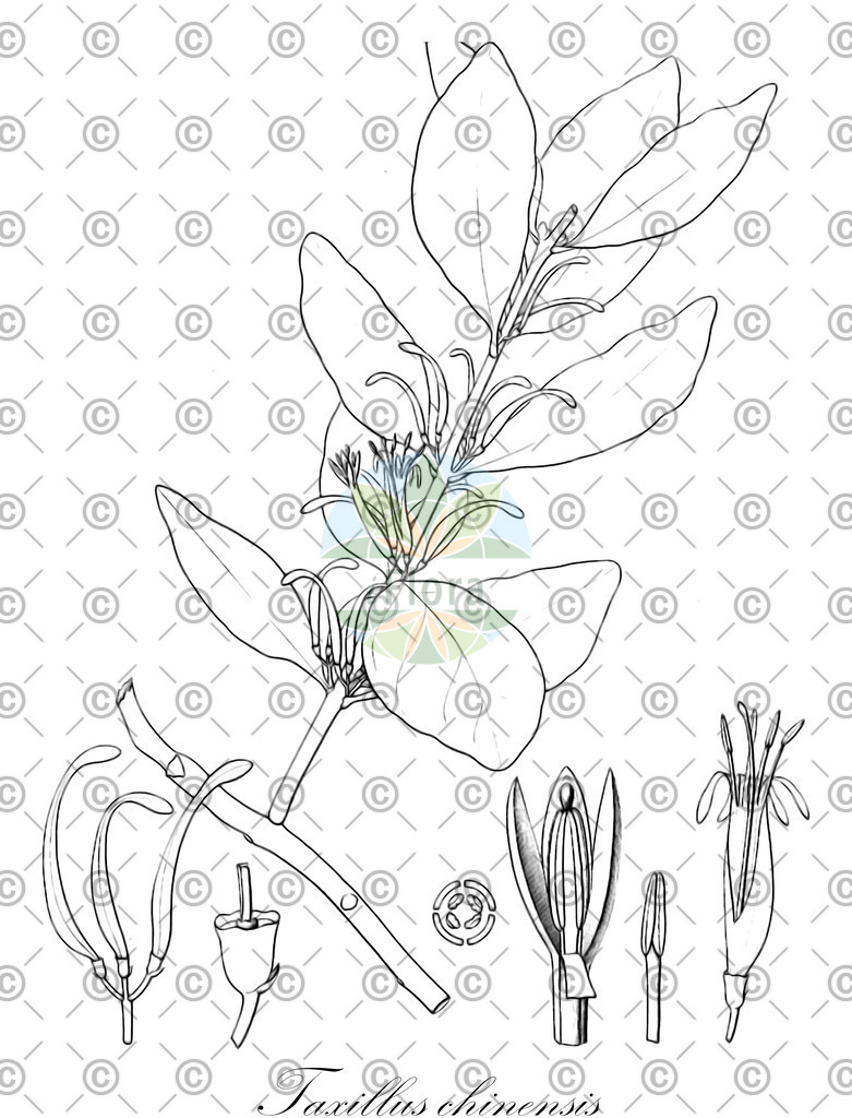 HistAbb_wfo-0001146985_1_ENZY_Simple | Historische Abbildung von Taxillus chinensis - Loranthaceae | Historical Illustration of Taxillus chinensis - Loranthaceae