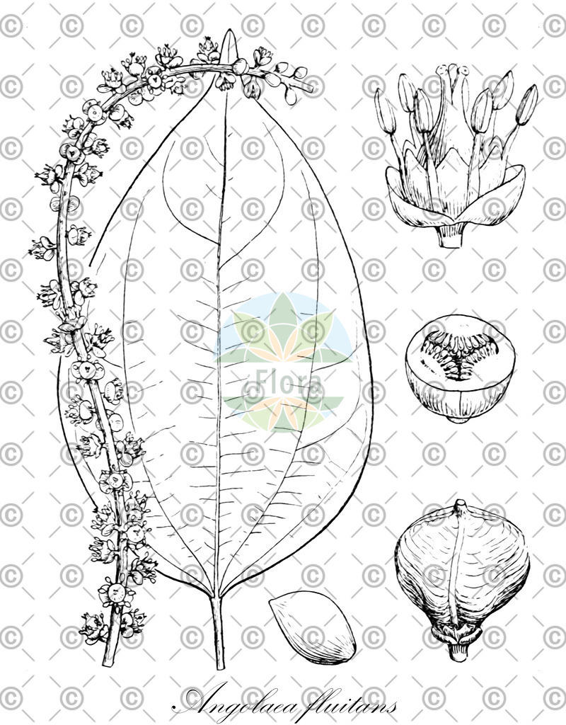 HistAbb_wfo-0000536542_251_ENZY_Simple | Historische Abbildung von Angolaea fluitans - Podostemaceae | Historical Illustration of Angolaea fluitans - Podostemaceae