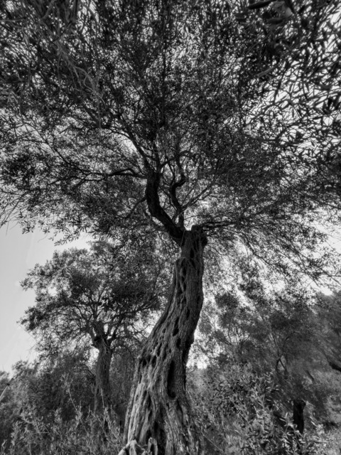 Olive Baum / Olea europaea, Olivia / Olive tree | Kreative Fotografie von Fotoloft-MaciejRusinek aus Frankfurt am Main. Große Motivauswahl in individuell ausgewählten Formaten auf unterschiedlichen Materialien. Bestellen bequem online.
Preise sind variable, je nach Material und Größe. 
 - Realisiert mit Pictrs.com
