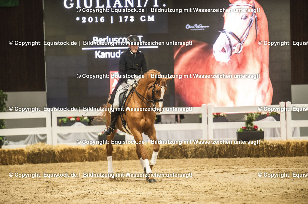 20240302_Hengstvorstellung_Marbach_TOMsPiC_0904-2 | equistock