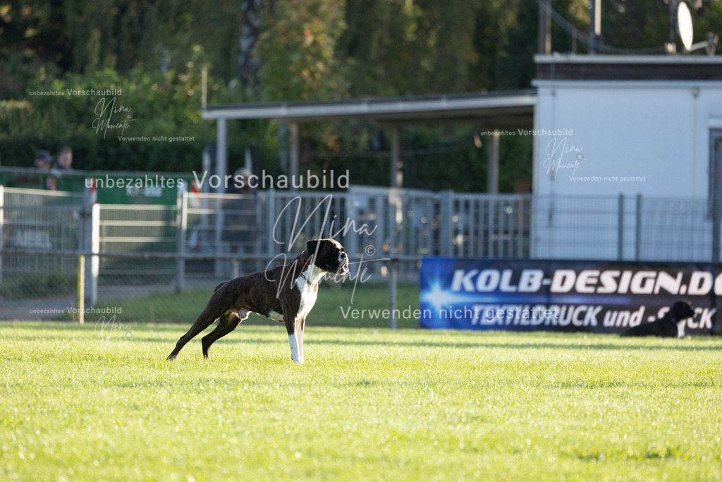 _16A6078 | Einzigartige Fotos von Hunden & Menschen –Actionfotos, Portraits, Vereinsaufnahmen & Paarshootings – authentisch, lebendig & mit Herz.