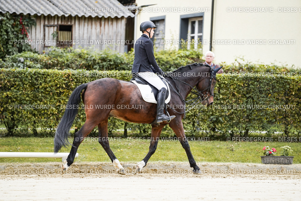 DSC04458 | Pferdegrafie