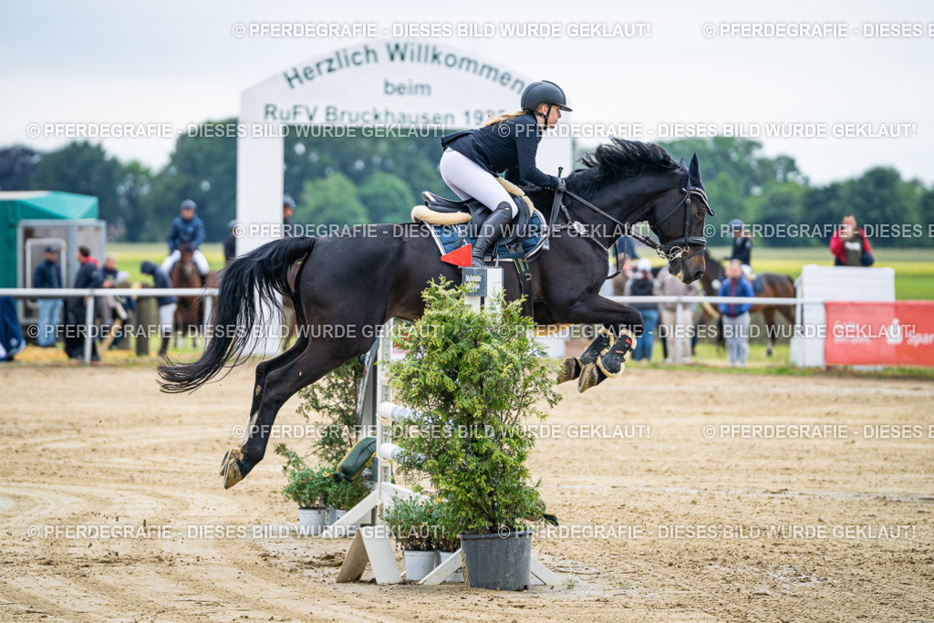 DSC04510 | Pferdegrafie